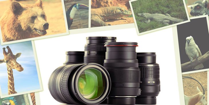 The Best Lenses for Wildlife Photography