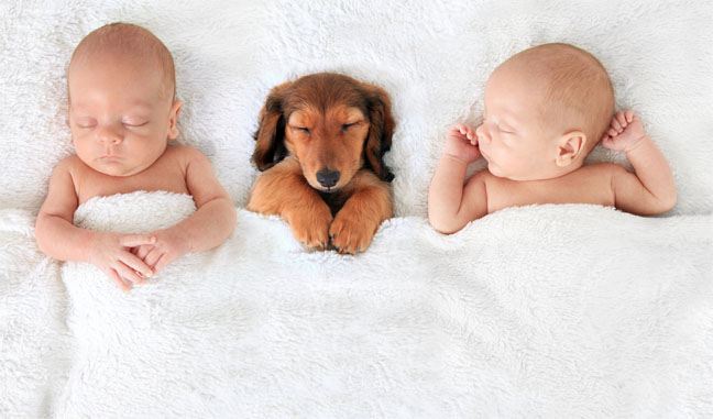 Babies Sleeping with a Family Pet