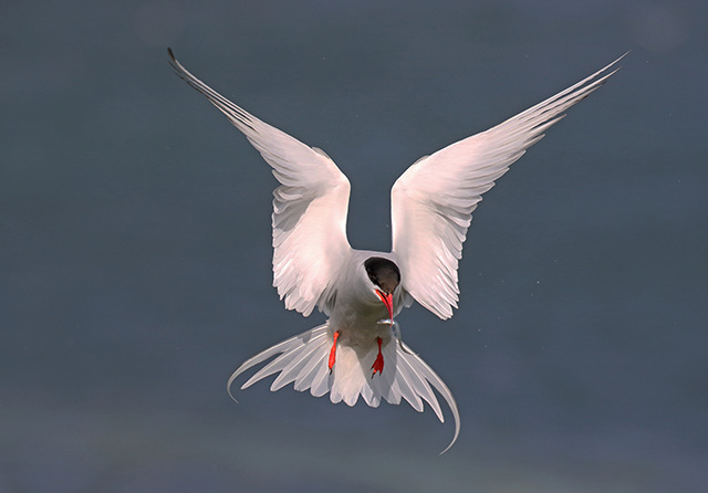 Tern with a fish