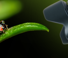5-simple-macro-photography-tips-and-ideas
