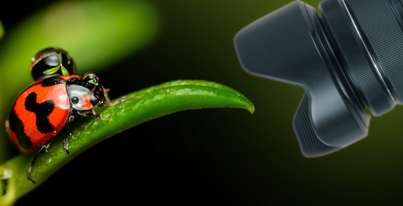 5-simple-macro-photography-tips-and-ideas