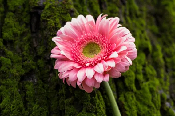 >Large Depth of Field (deep focus)